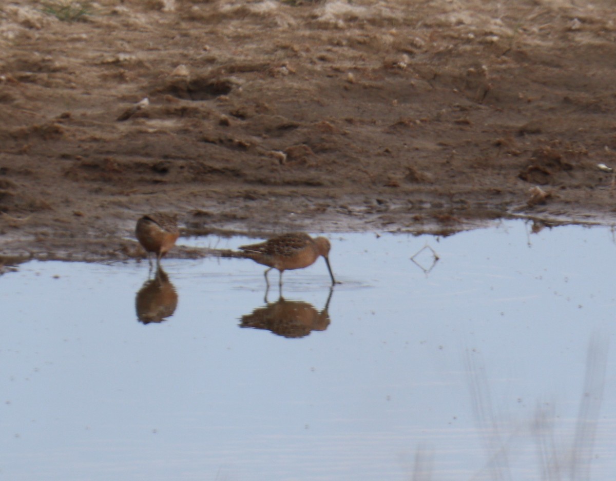 Long-billed Dowitcher - ML619297412