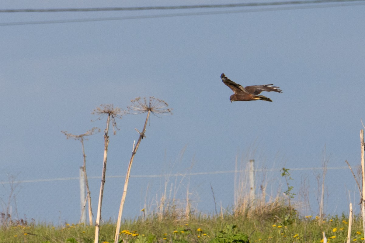 Western Marsh Harrier - Vladislav Mochalov