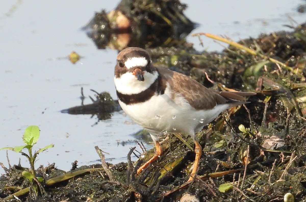 Semipalmated Plover - Chuck Hignite