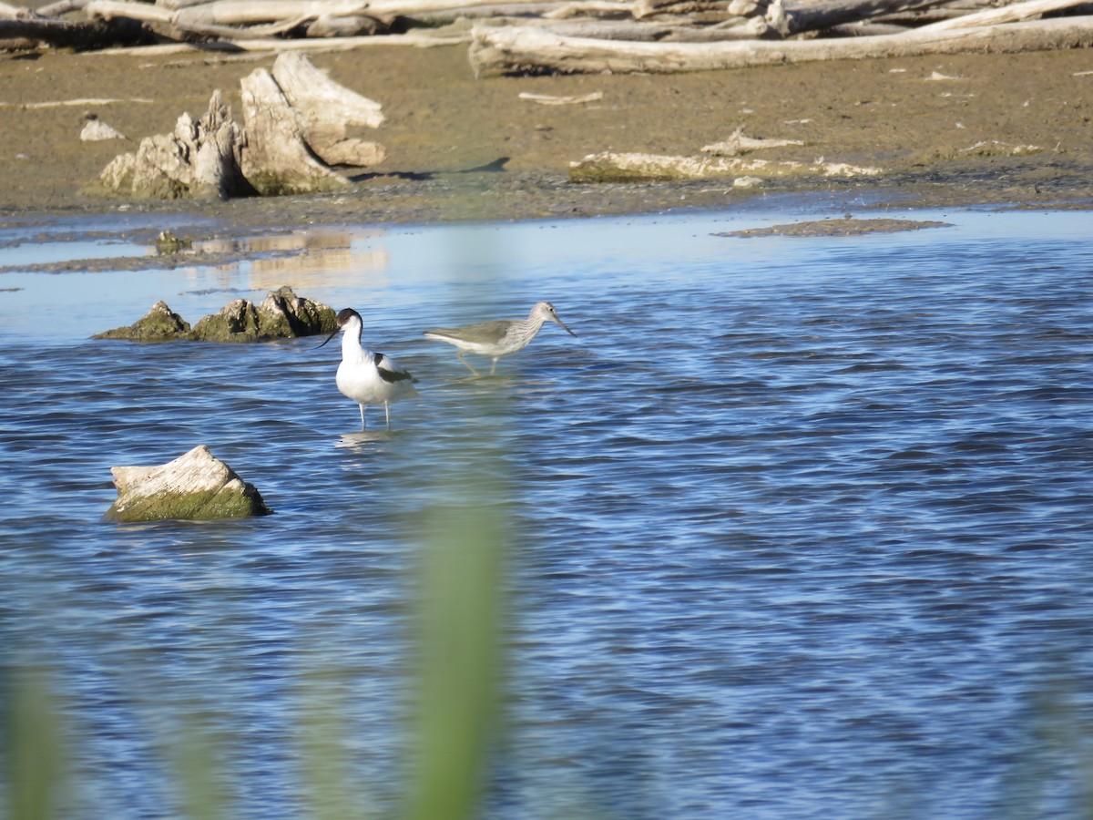 Common Greenshank - Sofía González-Gallego MP