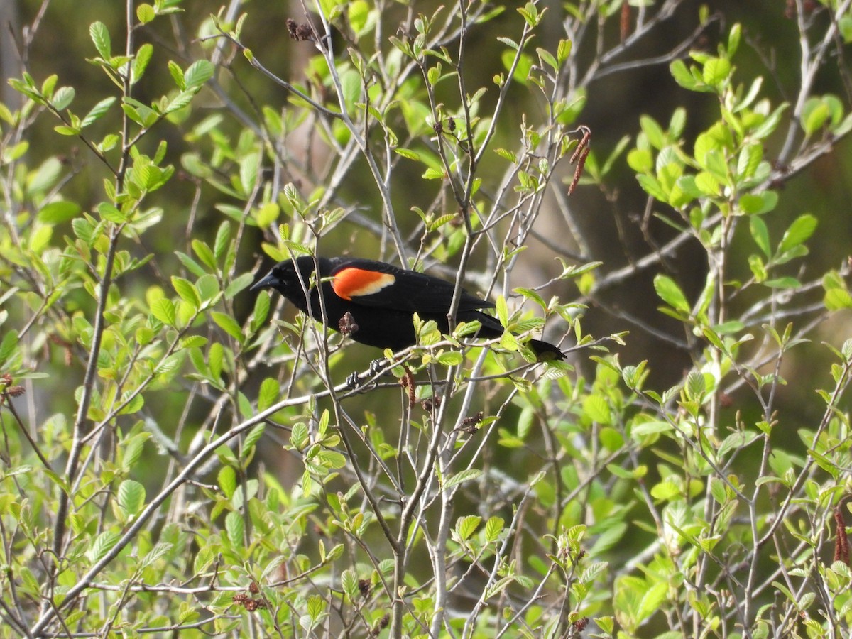 Red-winged Blackbird - Mark Donahue