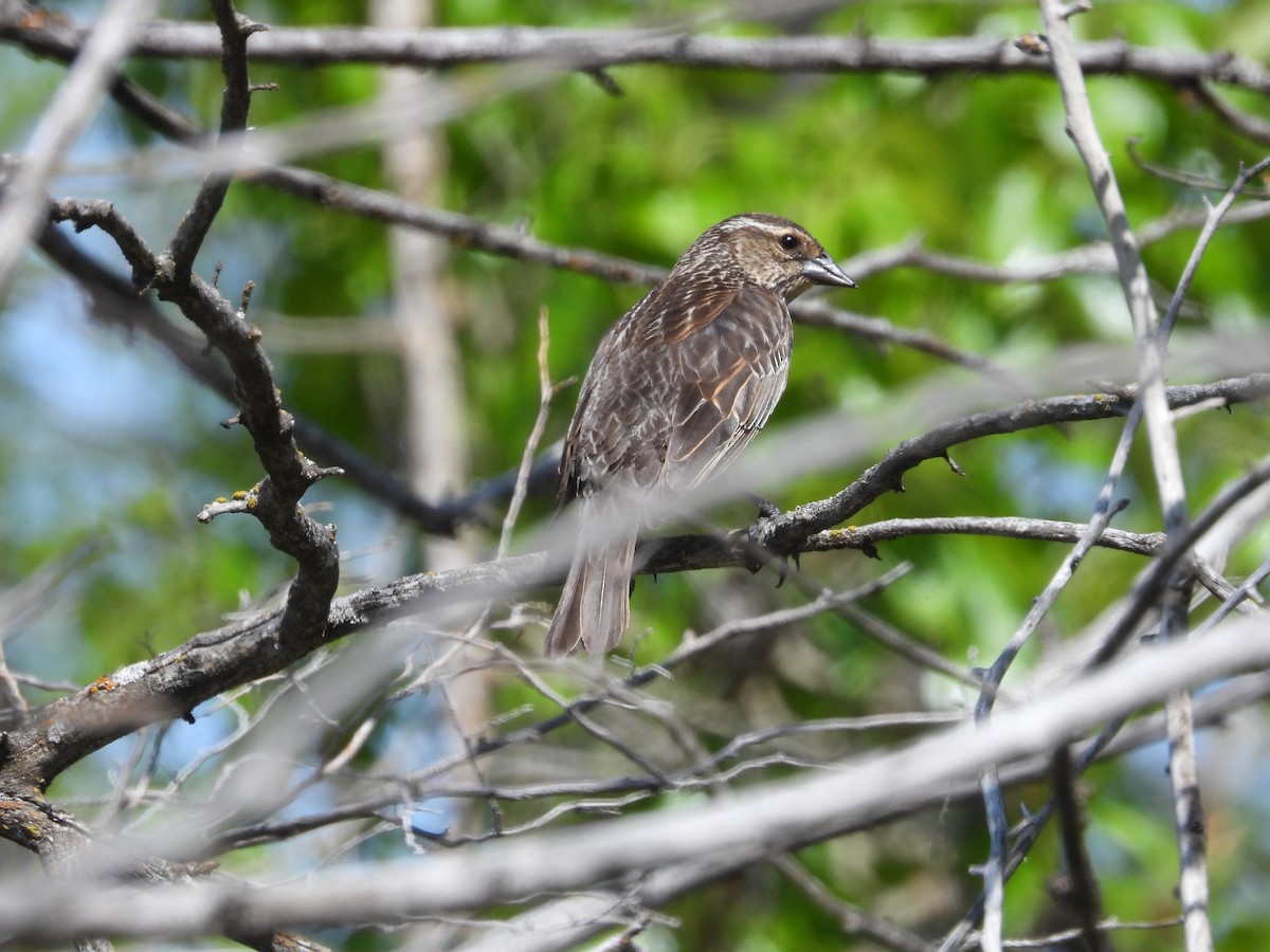 Red-winged Blackbird - ML619297436