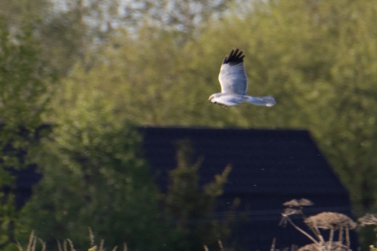 Hen Harrier - ML619297437