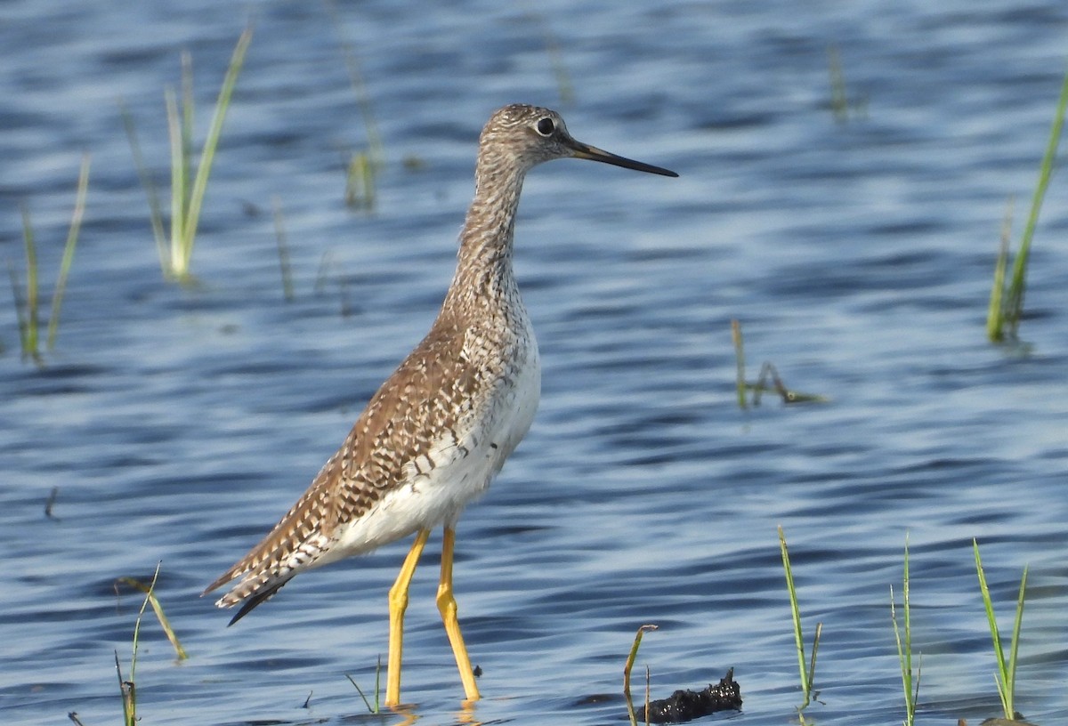 Greater Yellowlegs - Chuck Hignite