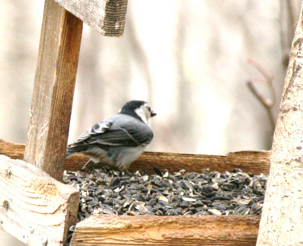 White-breasted Nuthatch - Muriel & Jennifer Mueller