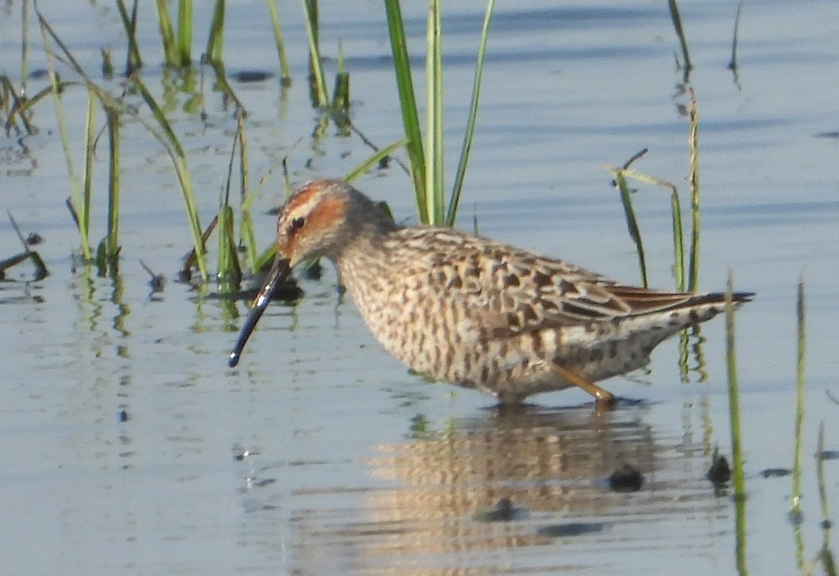 Stilt Sandpiper - Chuck Hignite