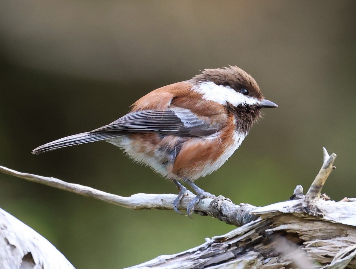 Chestnut-backed Chickadee - Pam Rasmussen