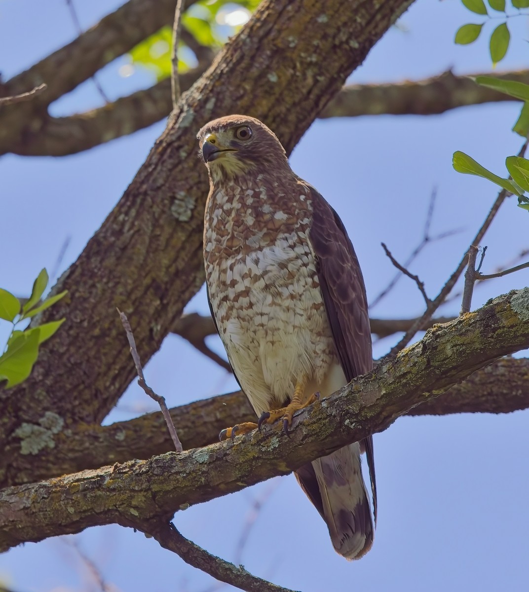 Broad-winged Hawk - Holly Toland