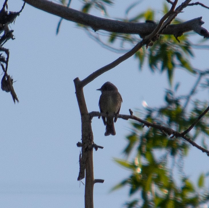 Western Wood-Pewee - Cinnamon Bergeron