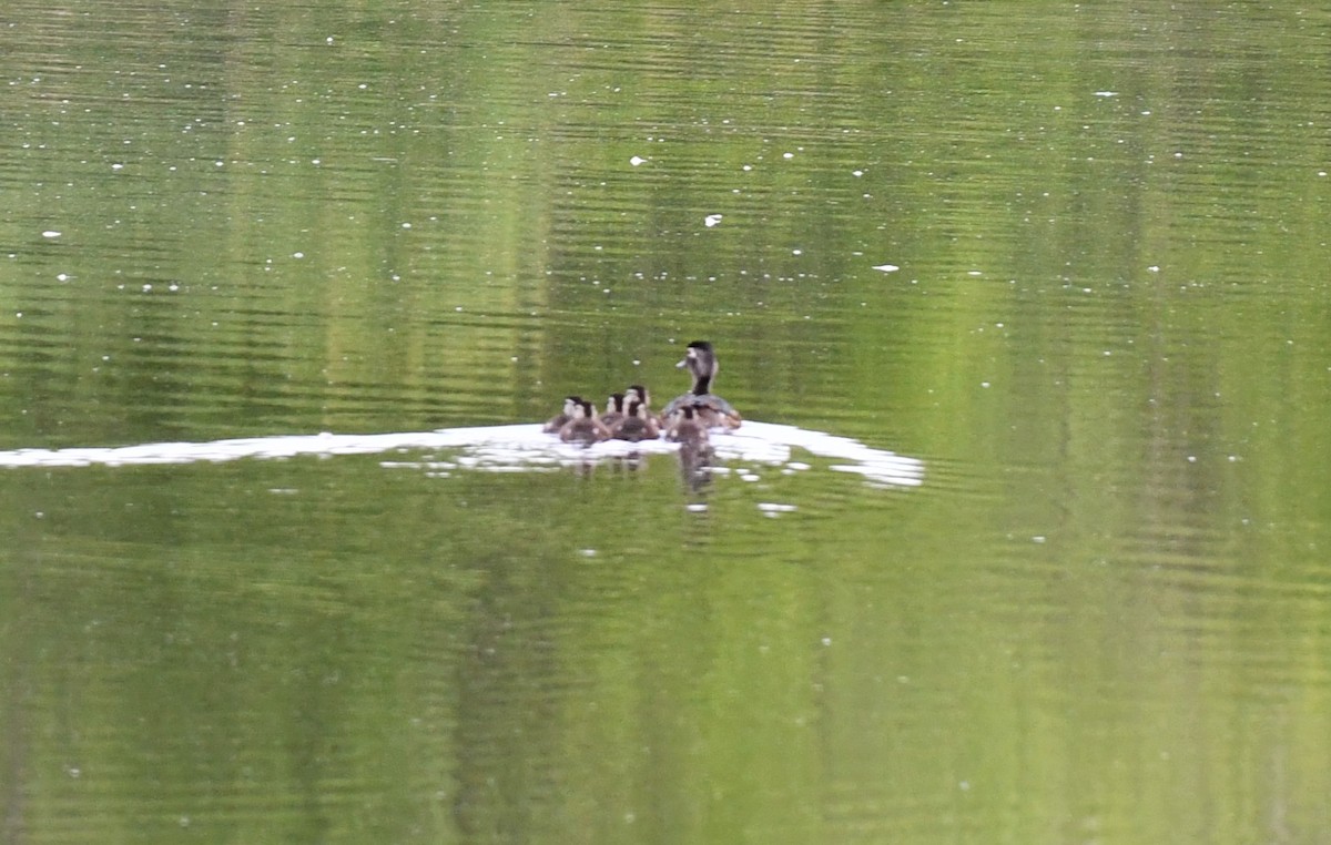 Wood Duck - Brian Kenney