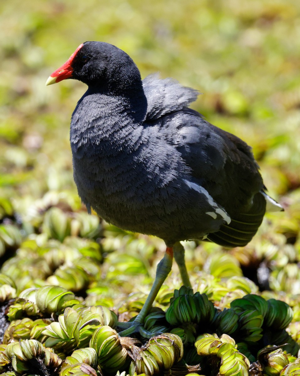 Common Gallinule - Anonymous