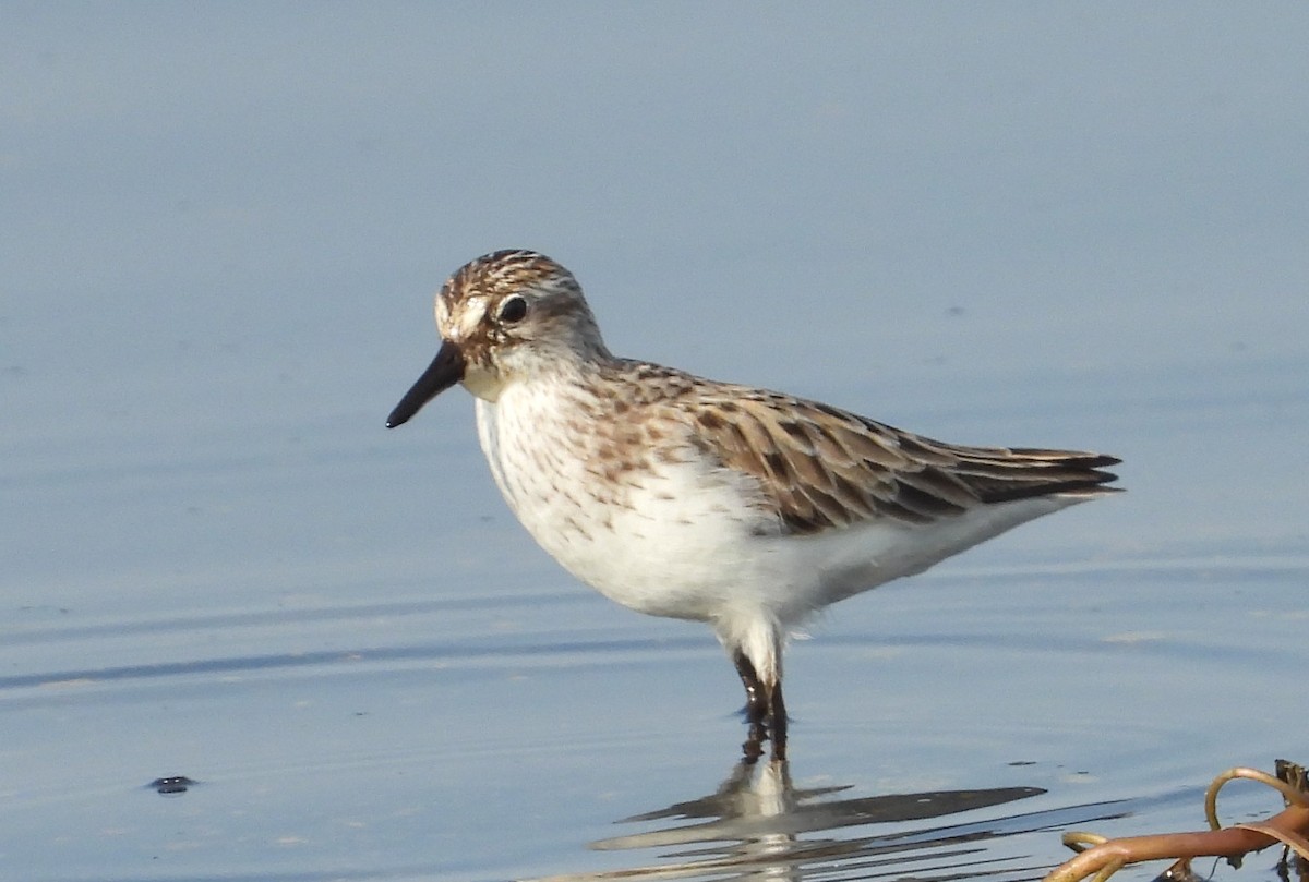 Semipalmated Sandpiper - Chuck Hignite