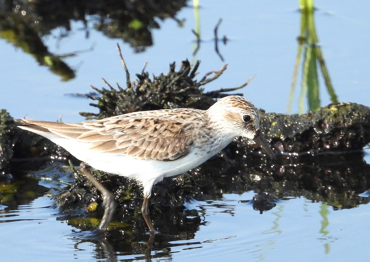 Semipalmated Sandpiper - Chuck Hignite