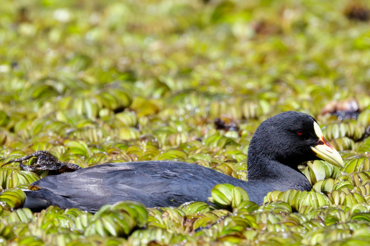 Red-gartered Coot - Anonymous