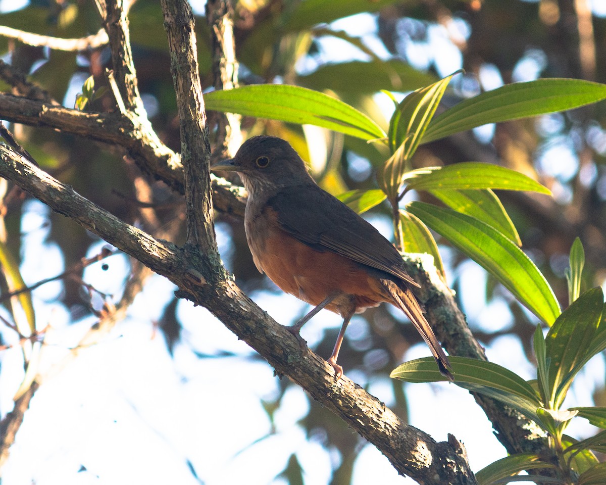 Rufous-bellied Thrush - ML619297497