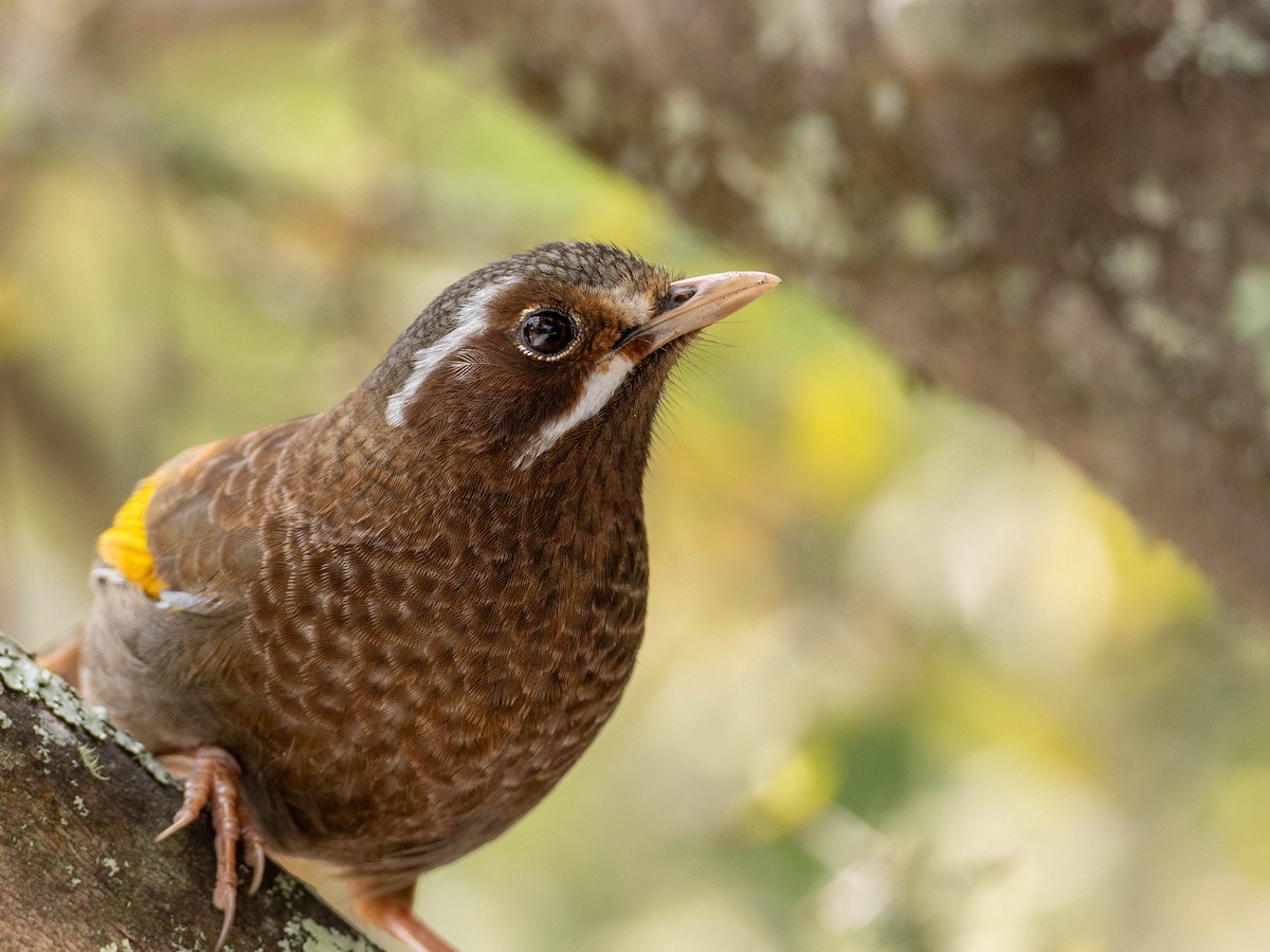 White-whiskered Laughingthrush - Rachael Kaiser