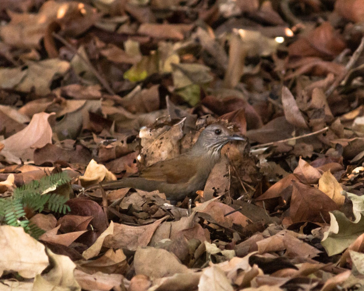 Pale-breasted Thrush - Felipe Gulin