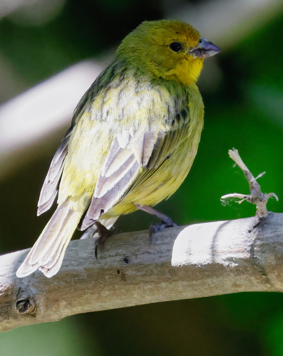 Saffron Finch - Anonymous