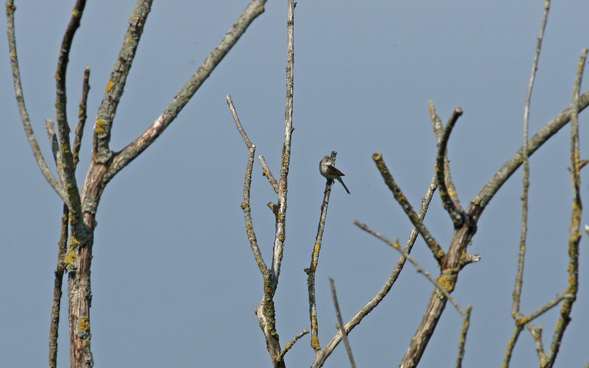 Greater Whitethroat - Andrew Steele