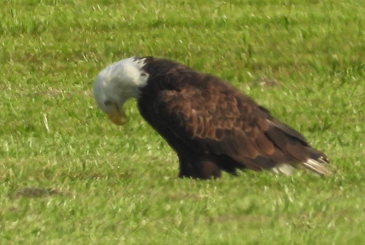 Bald Eagle - Chuck Hignite