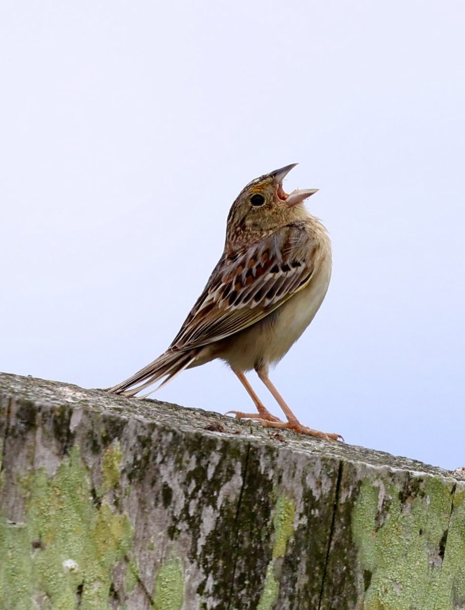 Grasshopper Sparrow - ML619297546