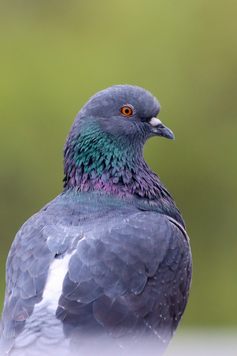 Rock Pigeon (Feral Pigeon) - ML619297549