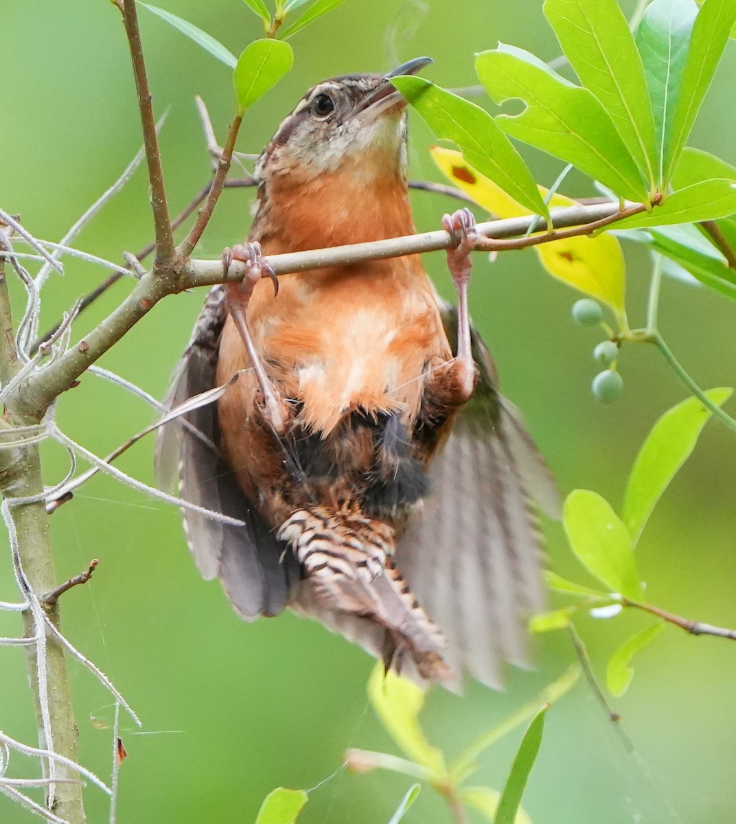 Carolina Wren - Dave Bowman