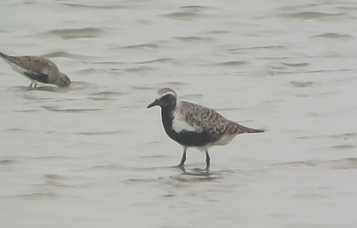 Black-bellied Plover - ML619297592