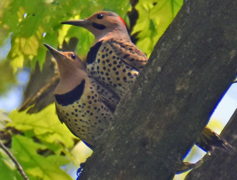 Northern Flicker - ML619297593