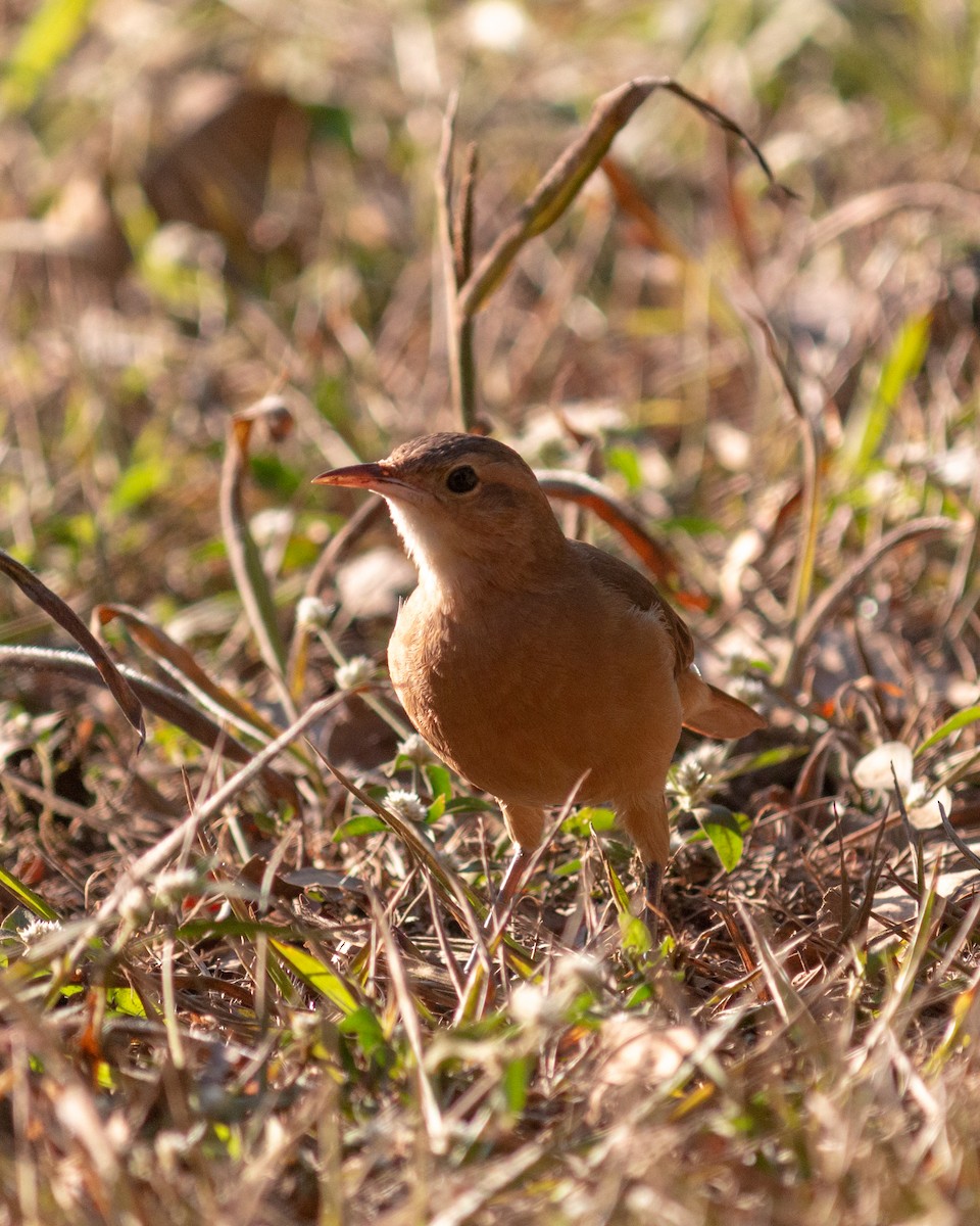 Rufous Hornero - ML619297599