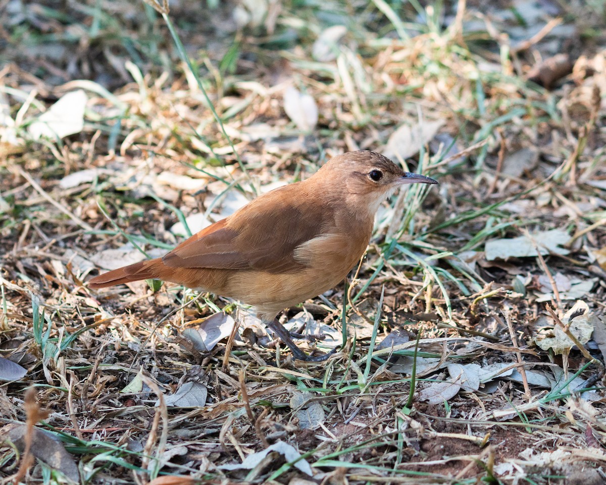 Rufous Hornero - Felipe Gulin