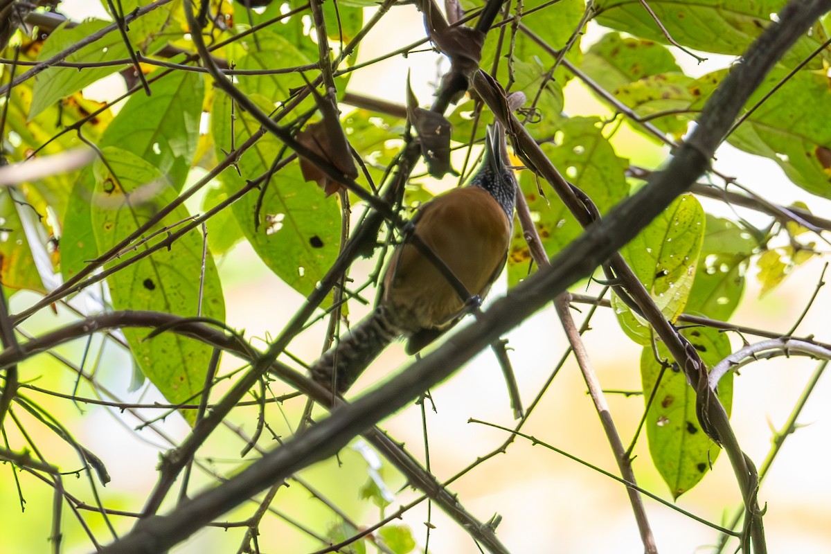 Rufous-breasted Wren - Mason Flint