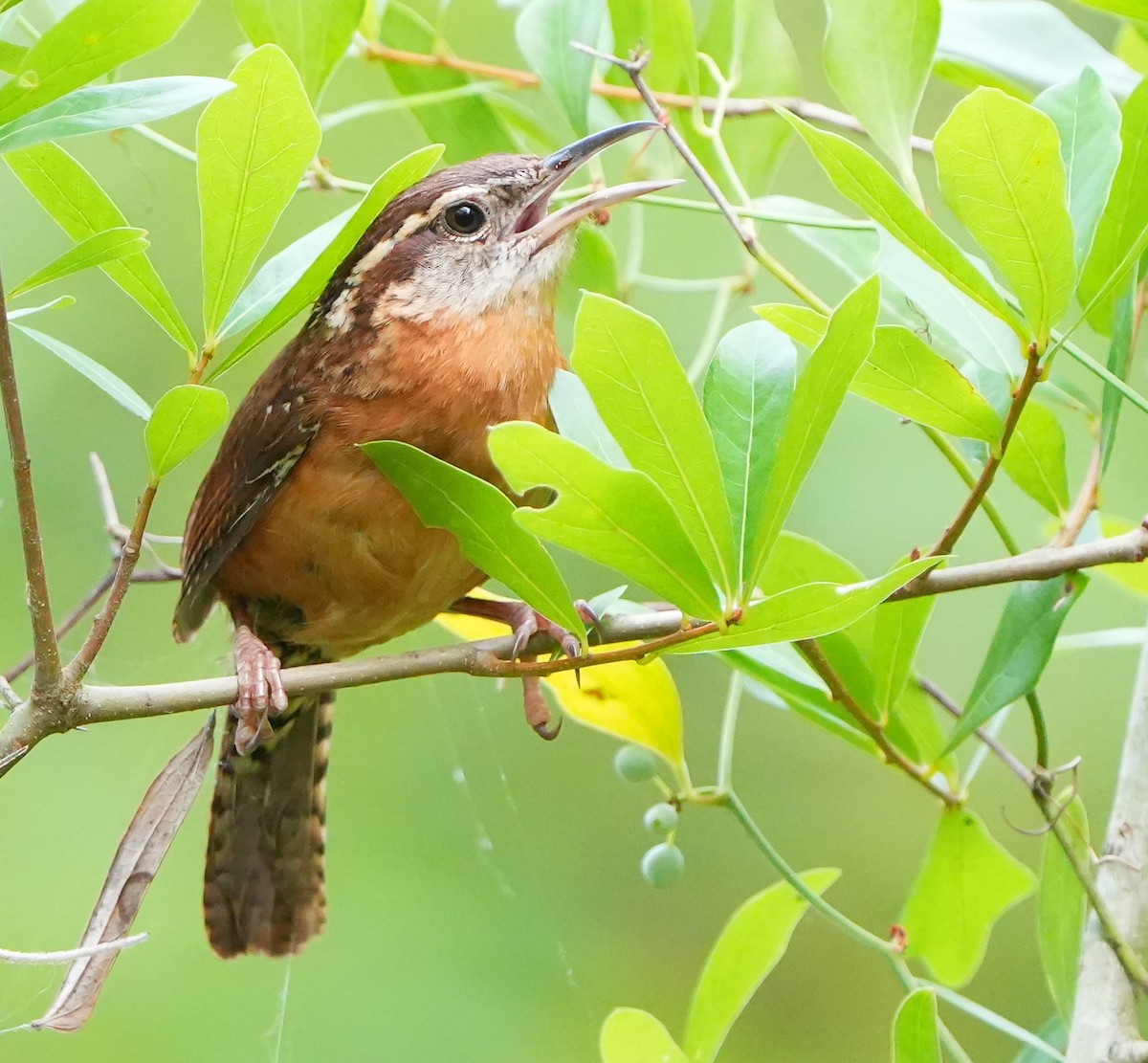 Carolina Wren - Dave Bowman