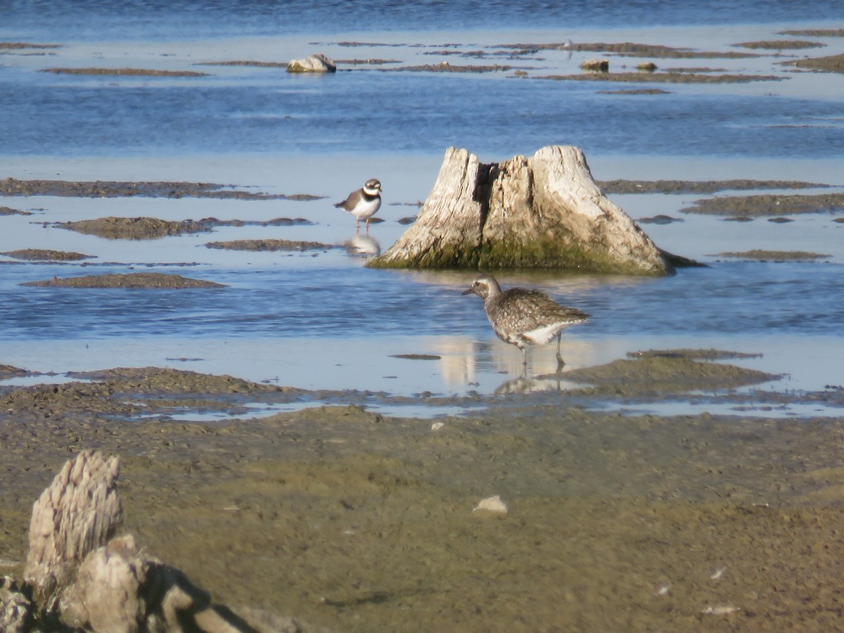 Black-bellied Plover - ML619297634