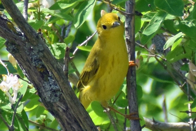 Yellow Warbler - Carol Berney