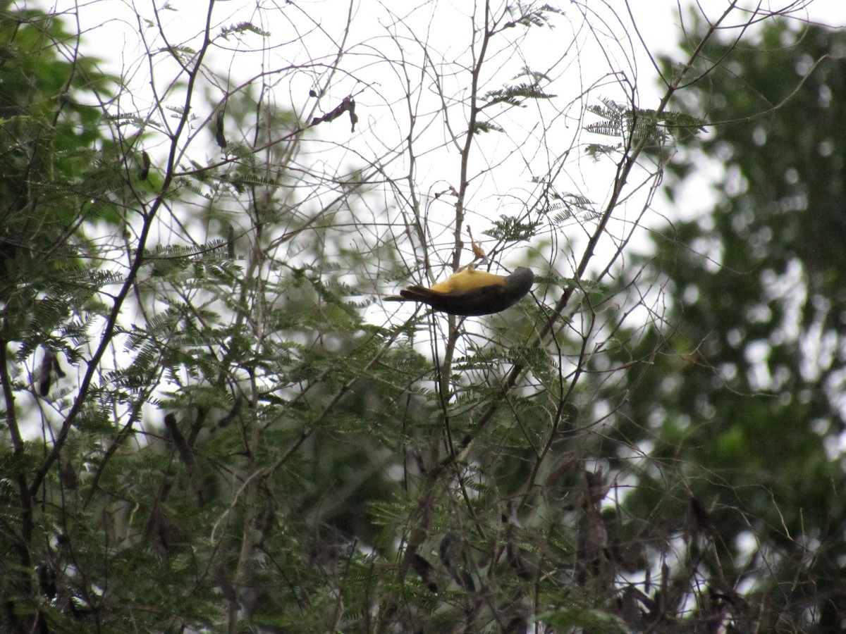 Gray-hooded Flycatcher - ML619297649