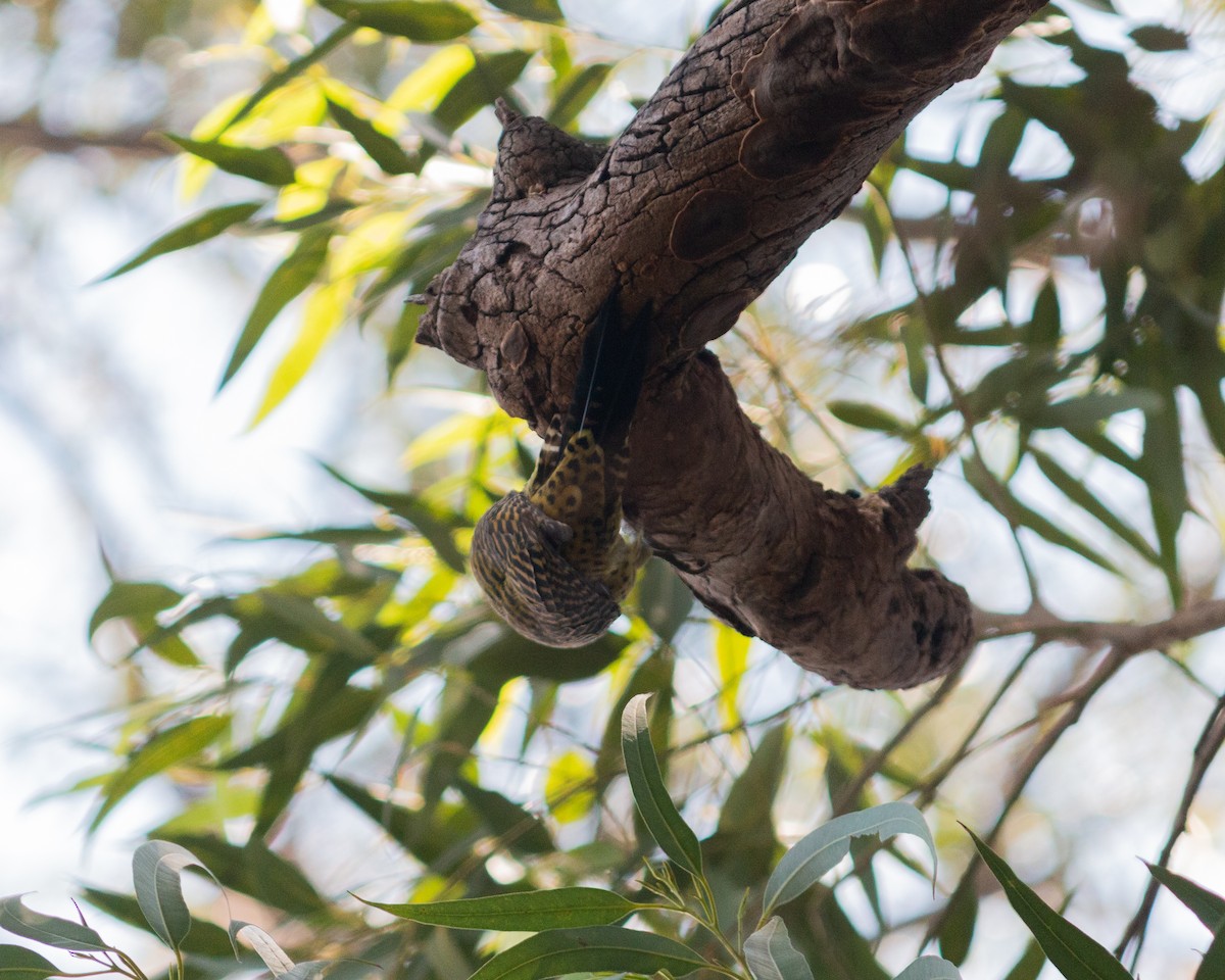 Green-barred Woodpecker - Felipe Gulin