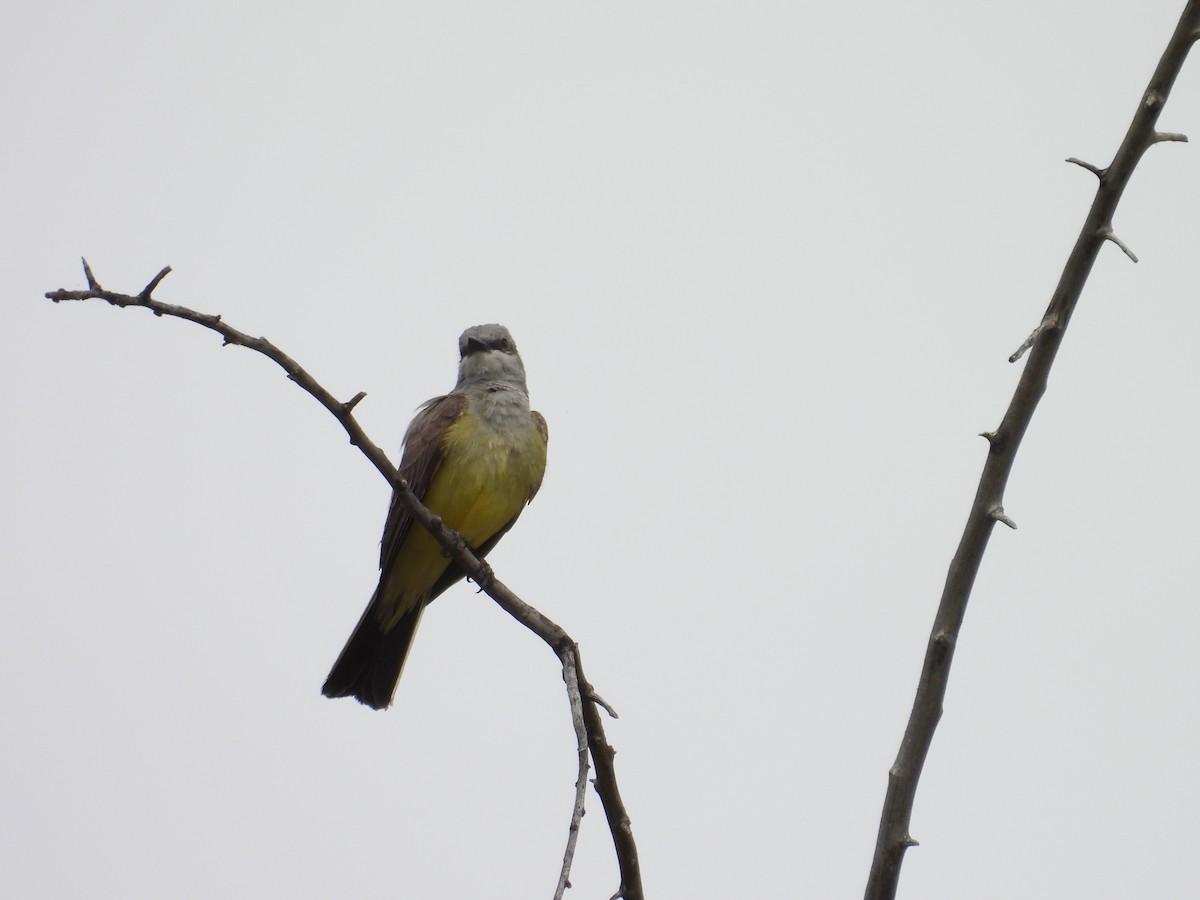 Western Kingbird - Tonie Hansen