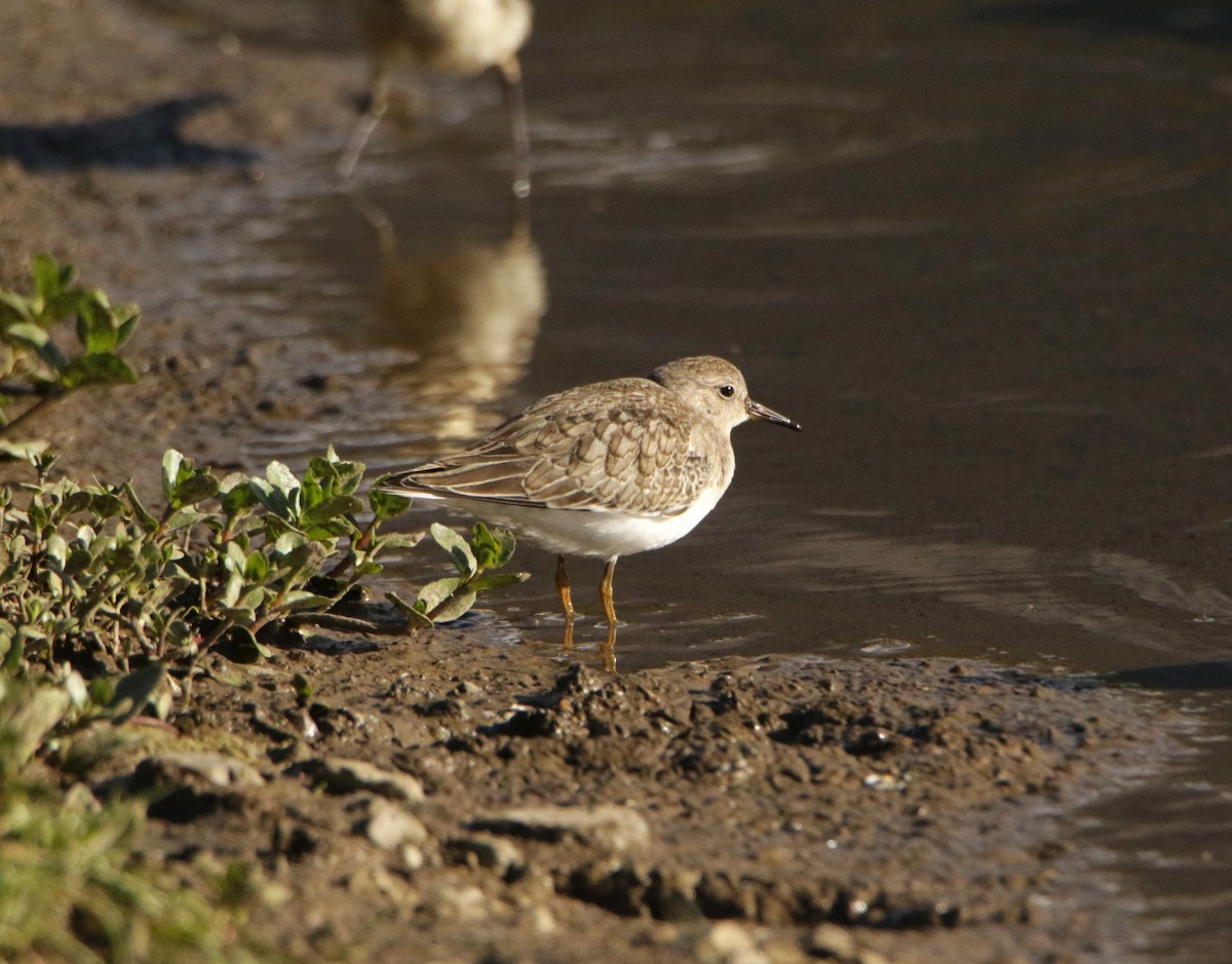 Temminck's Stint - ML619297681