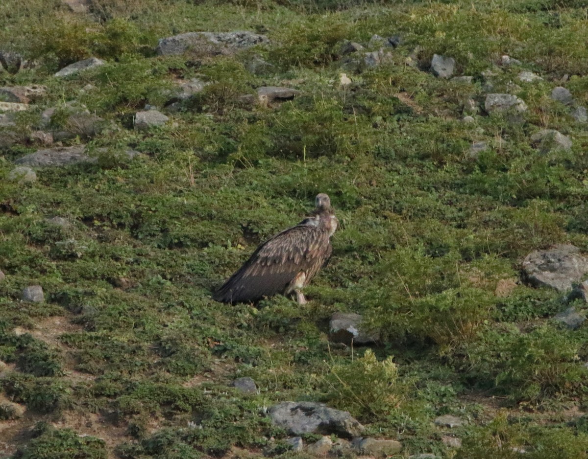 old world vulture sp. - ML619297700