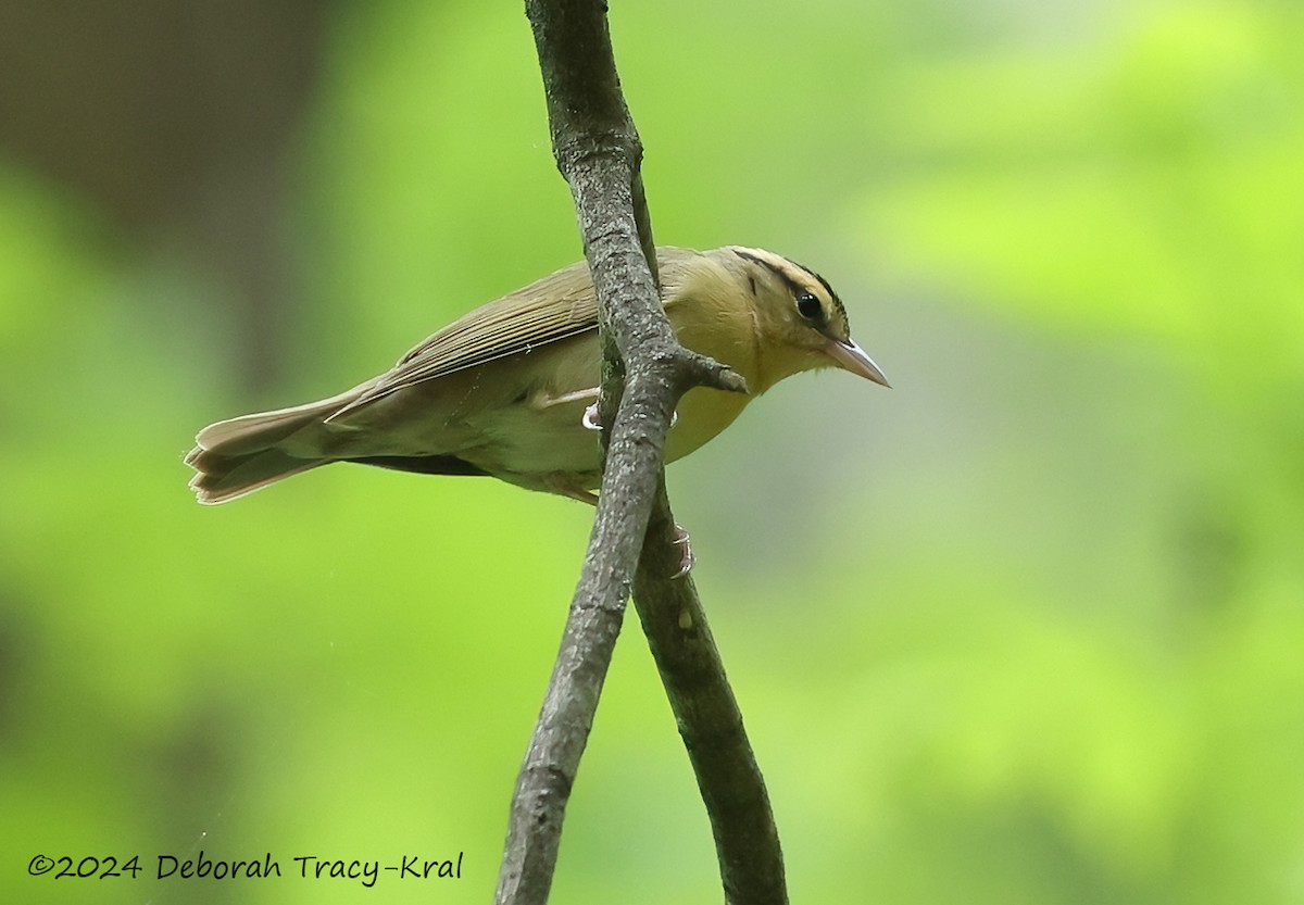 Worm-eating Warbler - Deborah Kral