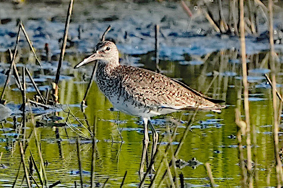 Willet - James Bourne