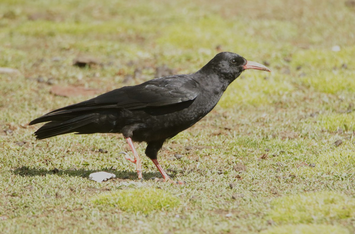 Red-billed Chough - Meruva Naga Rajesh