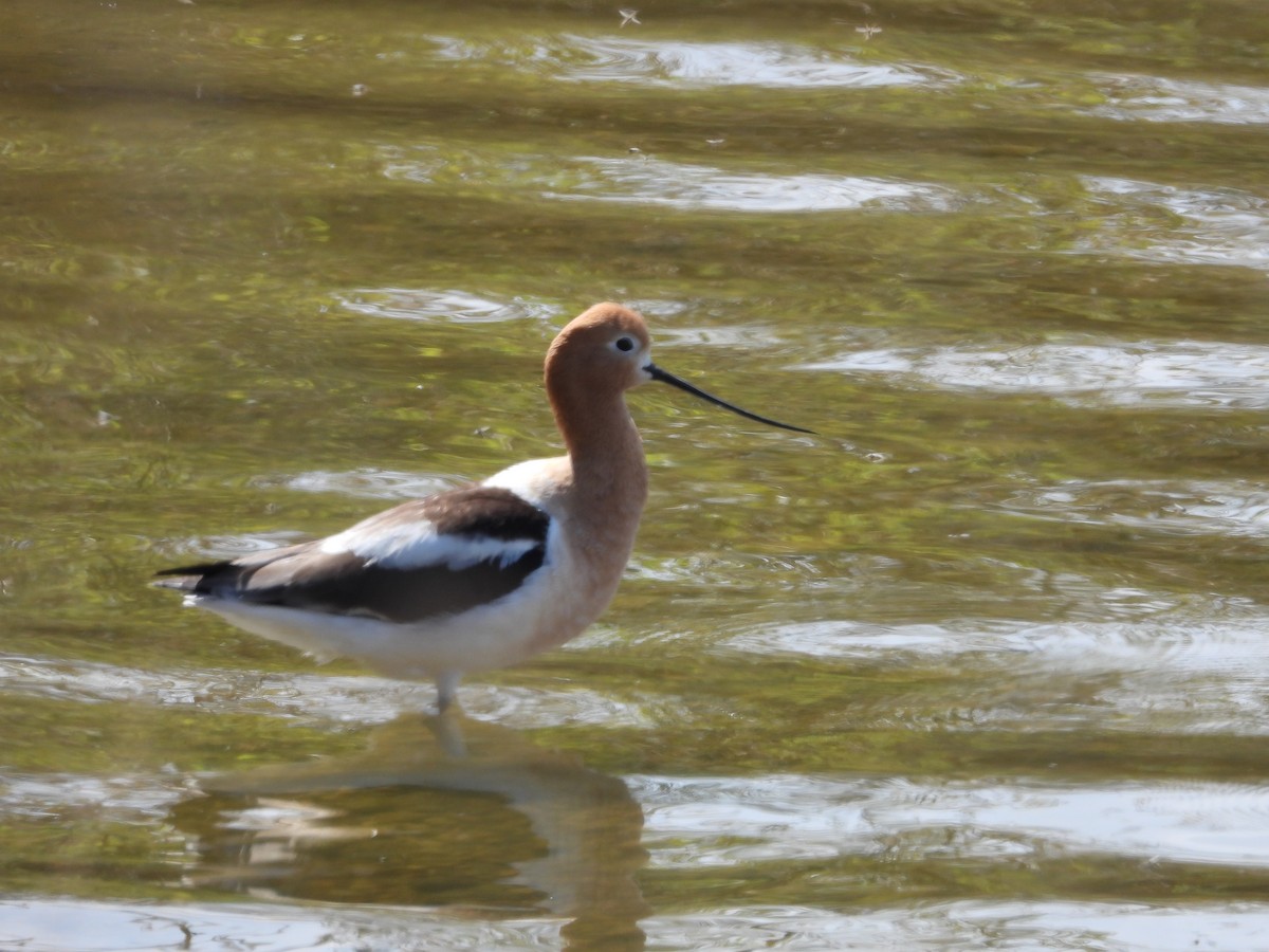 Avocette d'Amérique - ML619297753