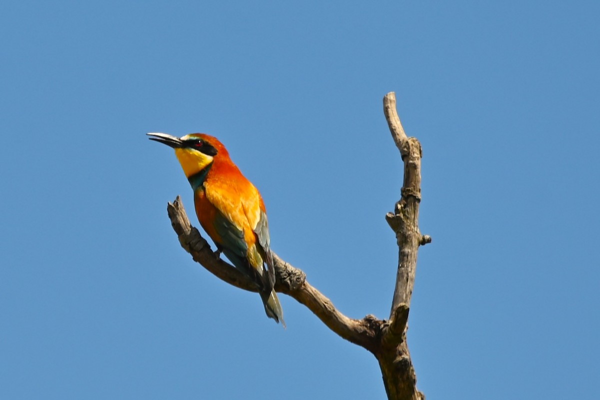 European Bee-eater - ML619297800