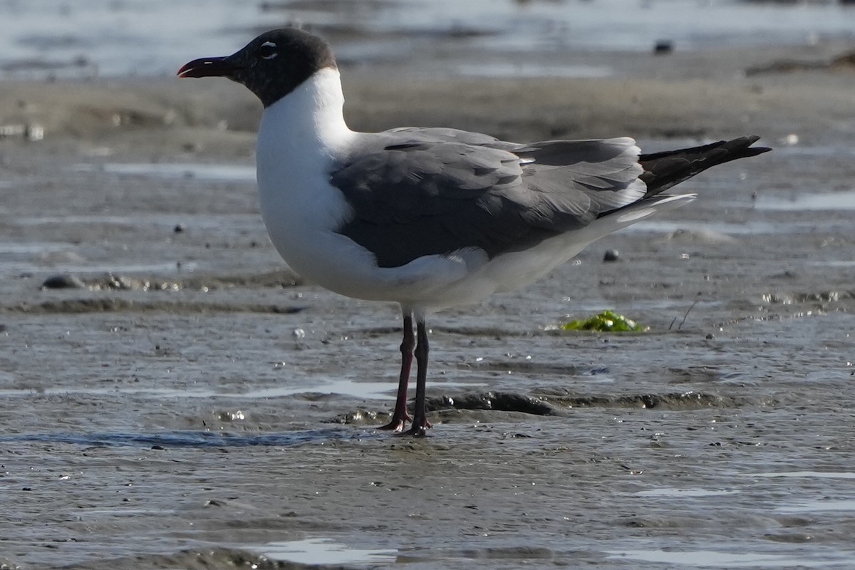 Laughing Gull - James Bourne