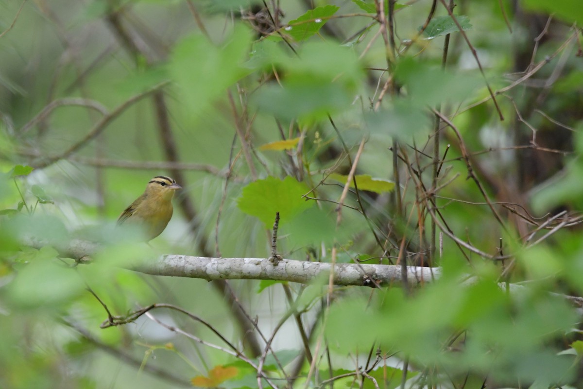 Worm-eating Warbler - Isaac Smith