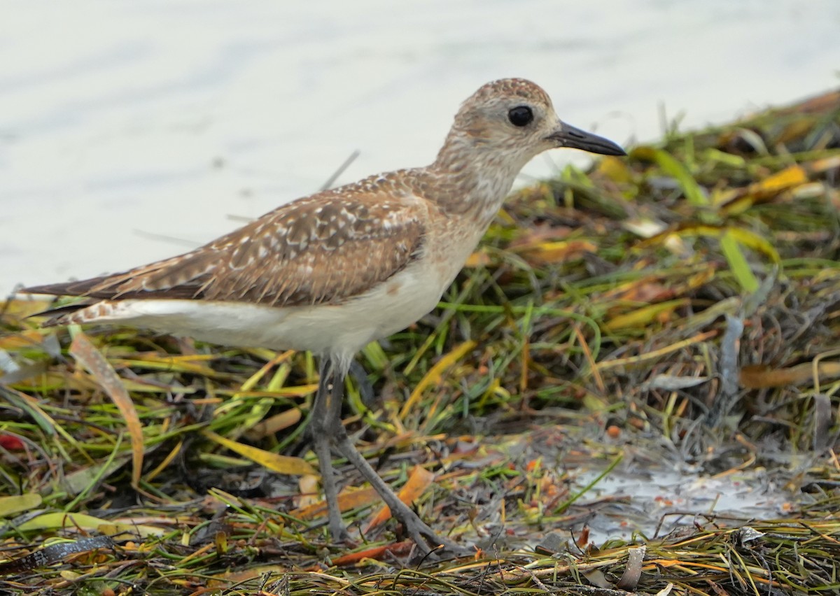 Black-bellied Plover - Dave Bowman