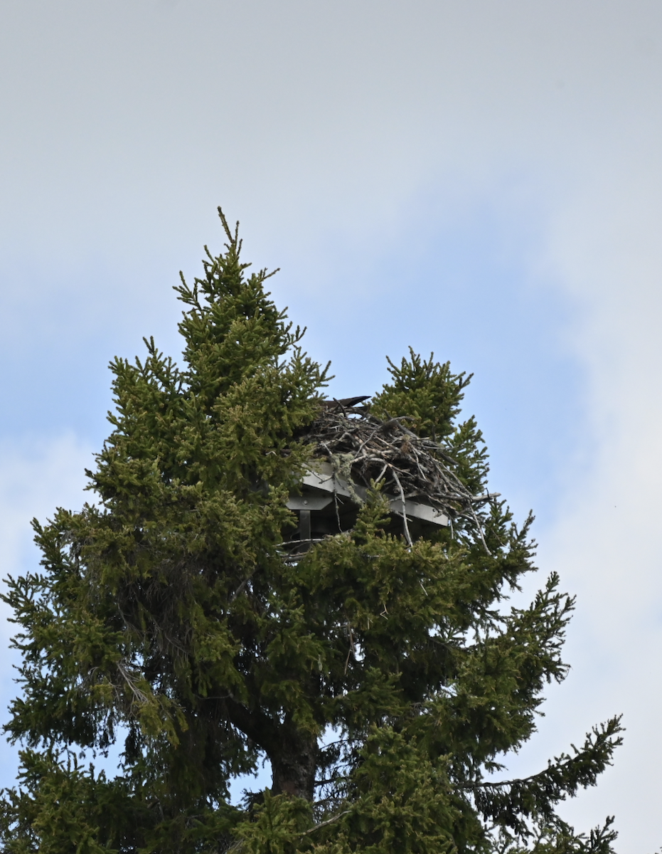 Osprey - Sylvie Rioux