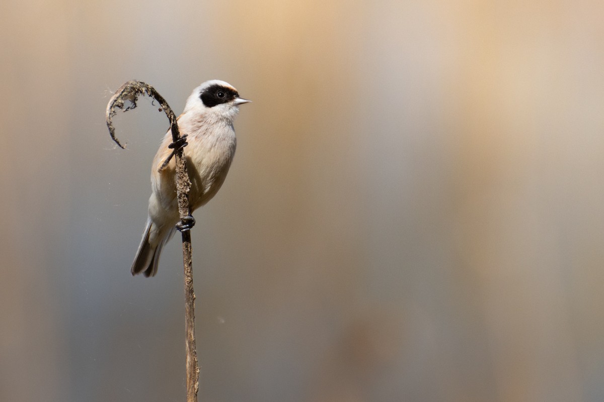 Eurasian Penduline-Tit - Vladislav Mochalov